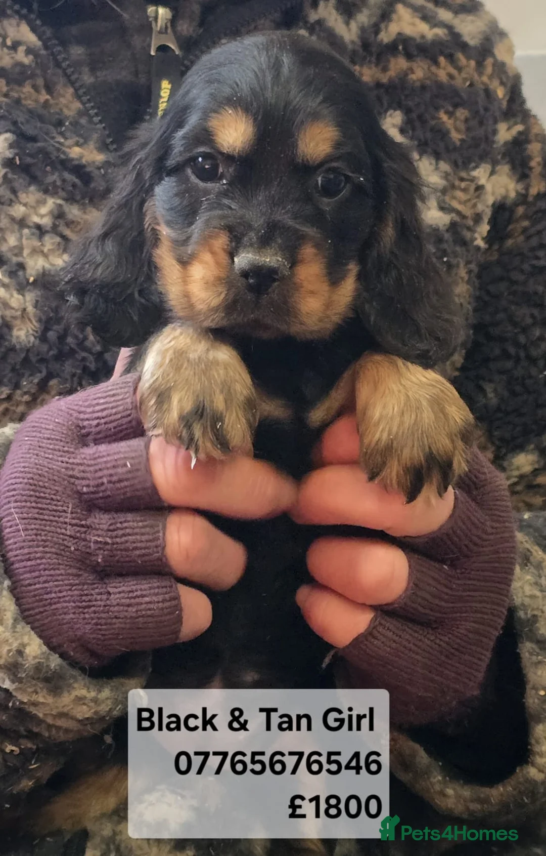 Cocker Spaniel dogs for sale: Cocker Spaniel Show Puppies Homebred Licenced - Advert 1