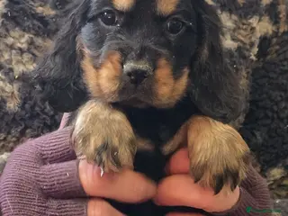 Cocker Spaniel dogs Cocker Spaniel Show Puppies Homebred Licenced - Advert 5