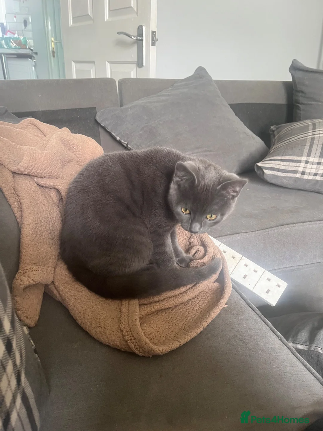 Mixed Breed cats for sale: Dusty - Needs rehoming ASAP - Advert 1