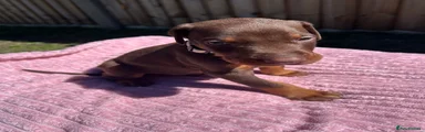 Dobermann Puppy 3