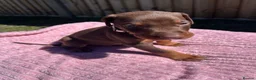Dobermann dogs for sale: 9 Doberman Puppies- Ready to leave 6th June - Advert 32