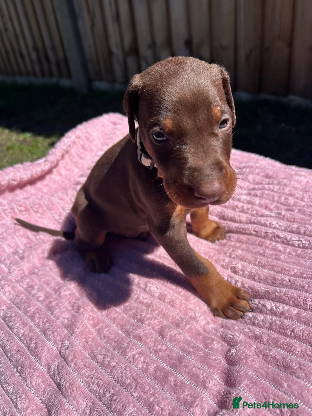 Dobermann dogs for sale: REDUCED TO £1200 1 boy left! 9 Doberman Puppies - Advert 27