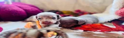 Miniature Dachshund dogs for sale: Beautiful Miniature Dachshund Puppies  - Advert 11