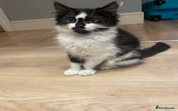 Mixed Breed cats for sale: Super friendly mixed kitten for sale. - Image 7