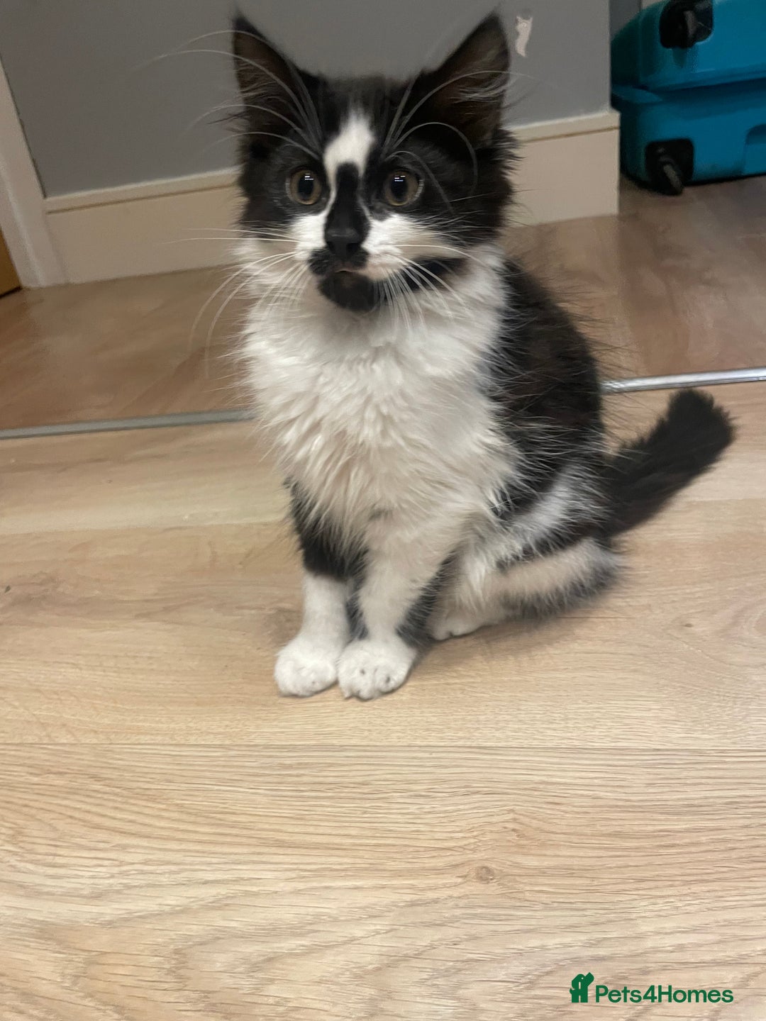Mixed Breed cats for sale: Super friendly mixed kitten for sale. - Image 7