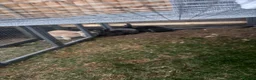 Rex rabbits for sale: 2 male Rex bunnies  - Advert 2