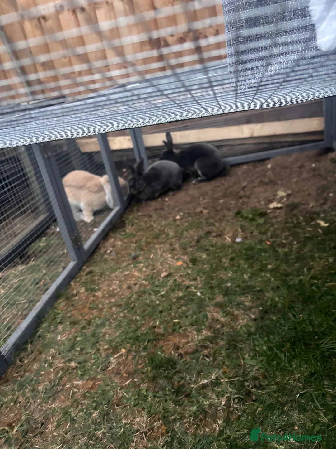 Rex rabbits for sale: 2 male Rex bunnies  - Advert 2