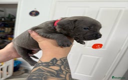 Mixed Breed dogs for sale: staffy x cane corso  - Image 12