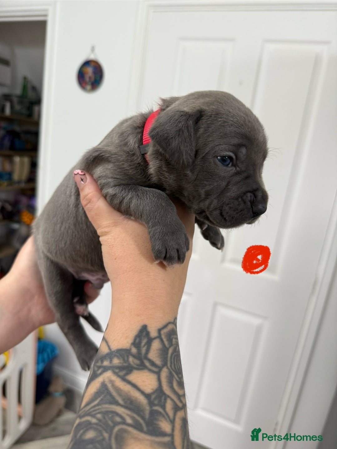 Mixed Breed dogs for sale: staffy x cane corso  - Image 12