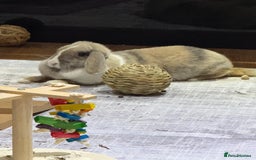 English Lop rabbits for sale: Beautiful English lop  - Image 4