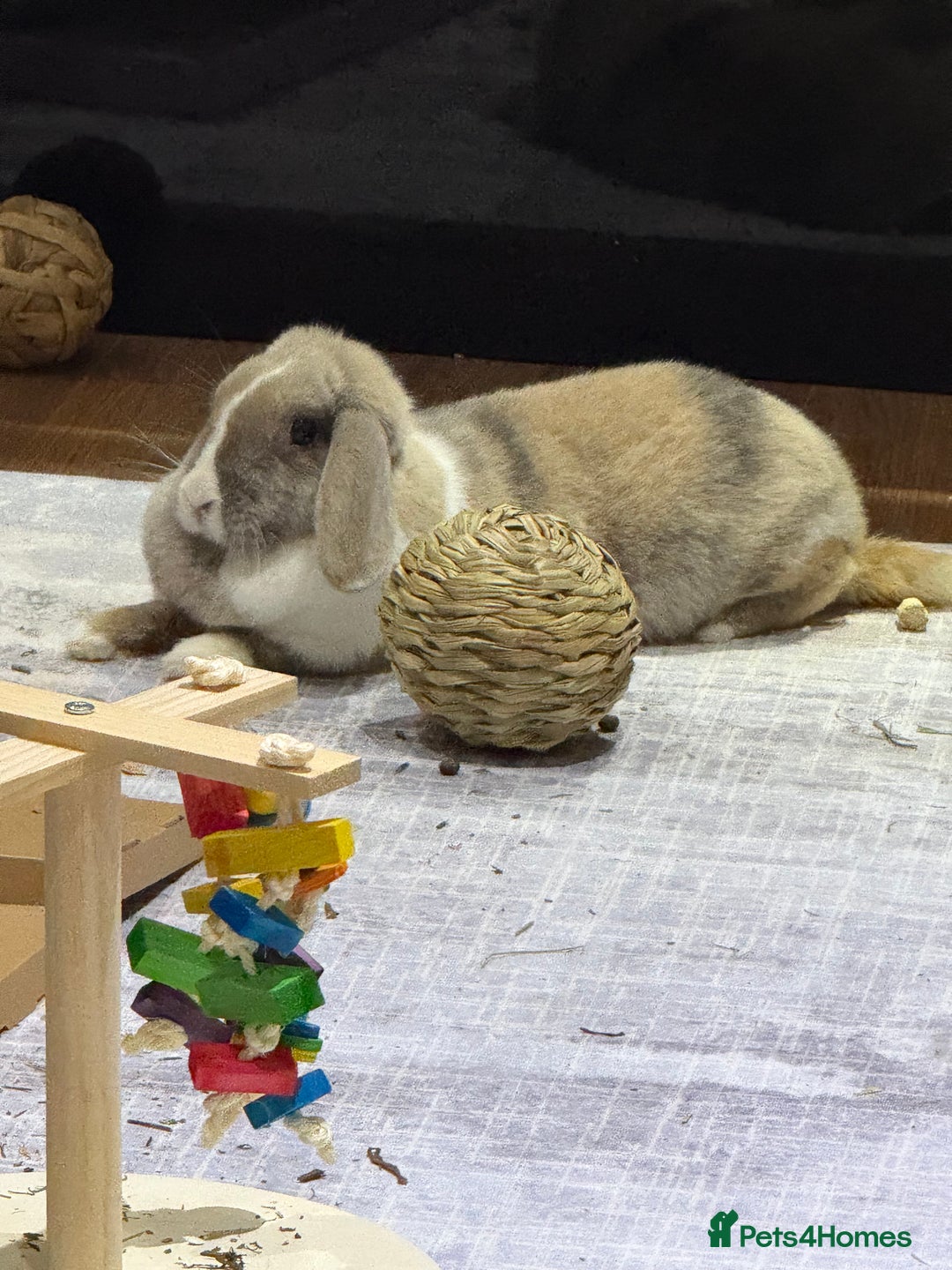 English Lop rabbits for sale: Beautiful English lop  - Image 4
