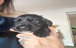 Cockerdor dogs for sale: Beautiful Cockerador Puppies  - Image 5