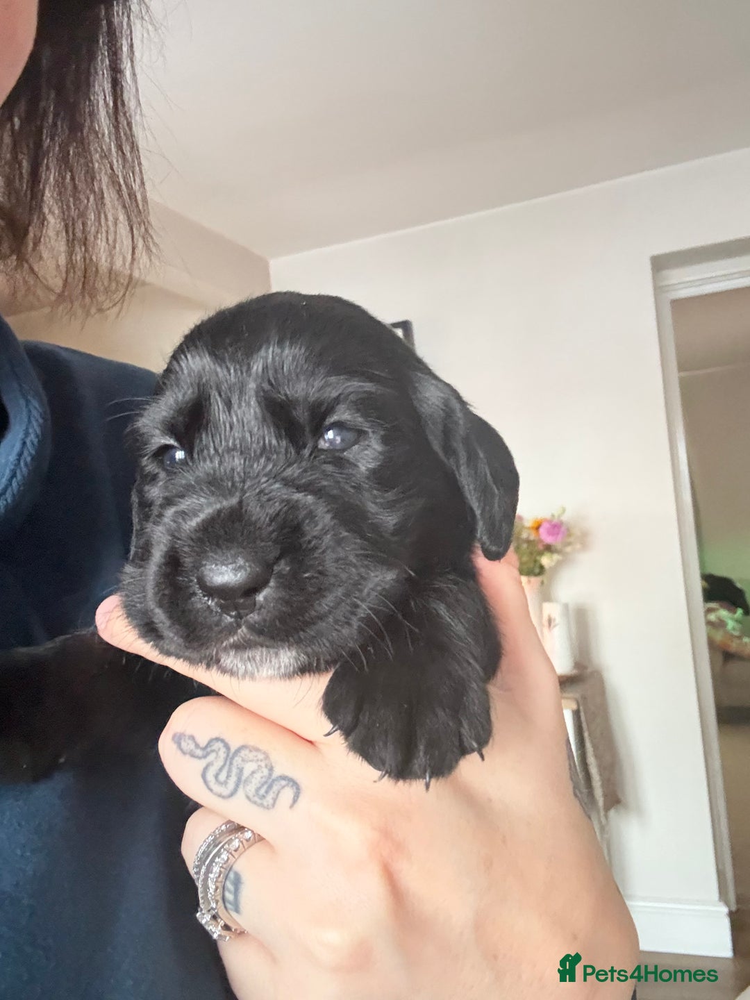 Cockerdor dogs for sale: Beautiful Cockerador Puppies  - Image 5