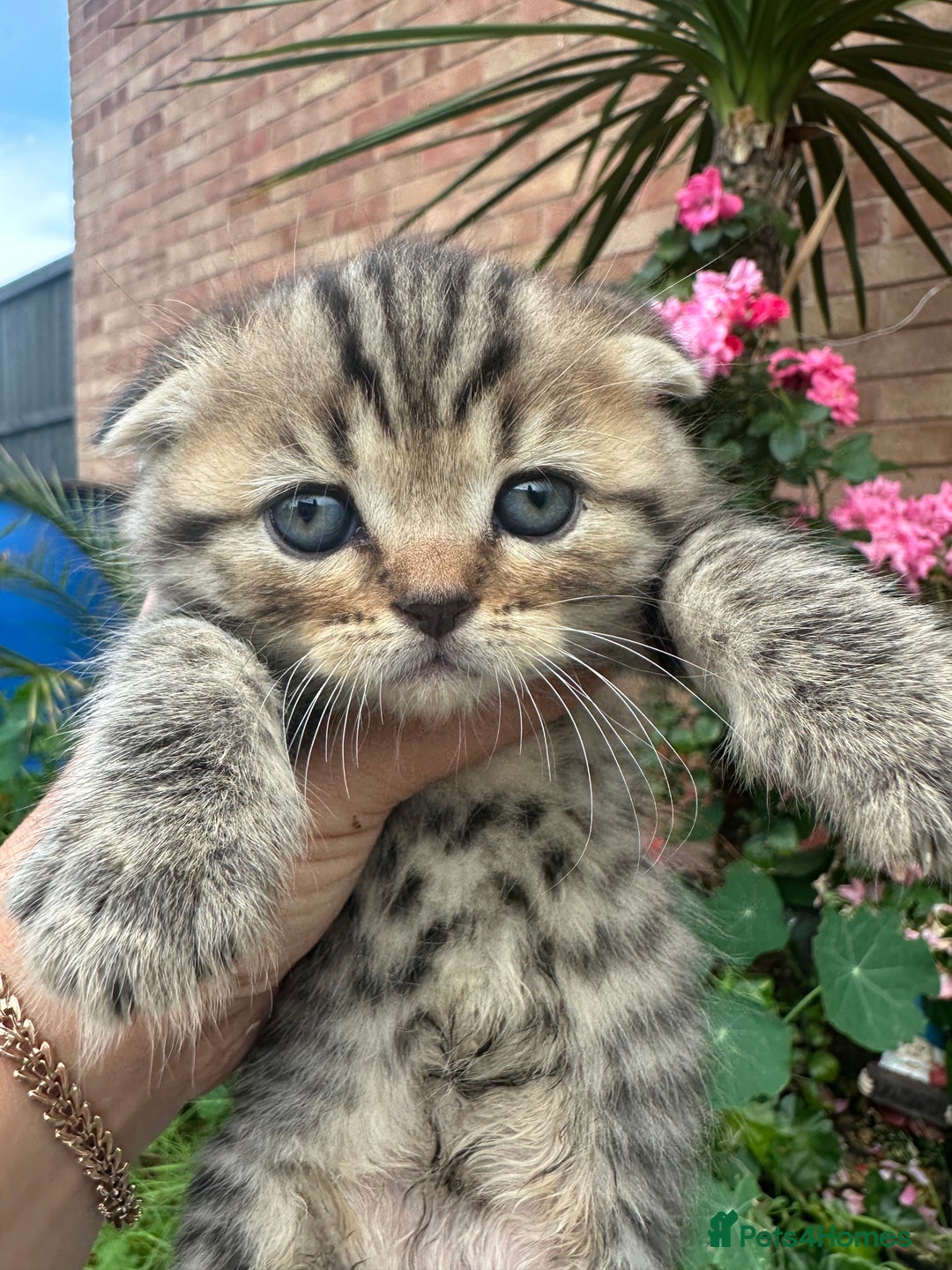 Scottish Fold cats for sale: 🆘🆘READY!🆘🆘Scottish shorthair  - Image 15