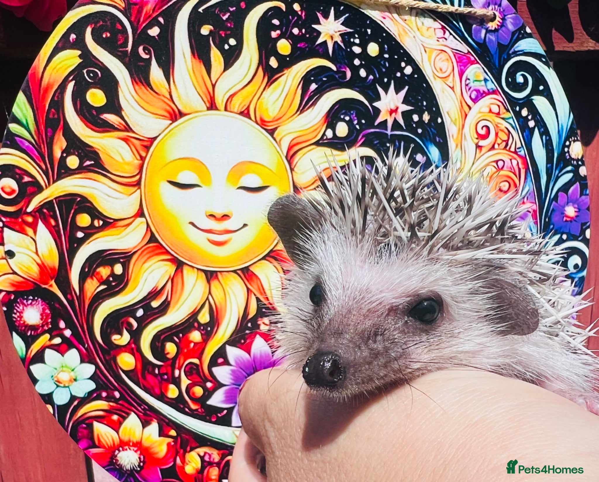 Pygmy Hedgehog rodents African Pygmy hedgehogs hoglets  - Advert 17