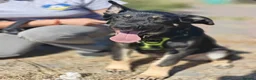 Mixed Breed dogs for adoption: 💙🐶 TOBIK – THE BEST PUPPY I EVER MET - Advert 23