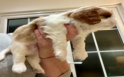 Cavalier King Charles Spaniel dogs for sale: Champion Sired KC Reg Cavalier King Charles  - Image 18