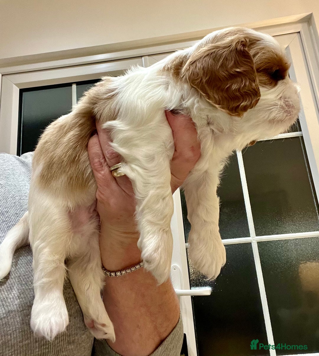 Cavalier King Charles Spaniel dogs for sale: Champion Sired KC Reg Cavalier King Charles  - Image 18
