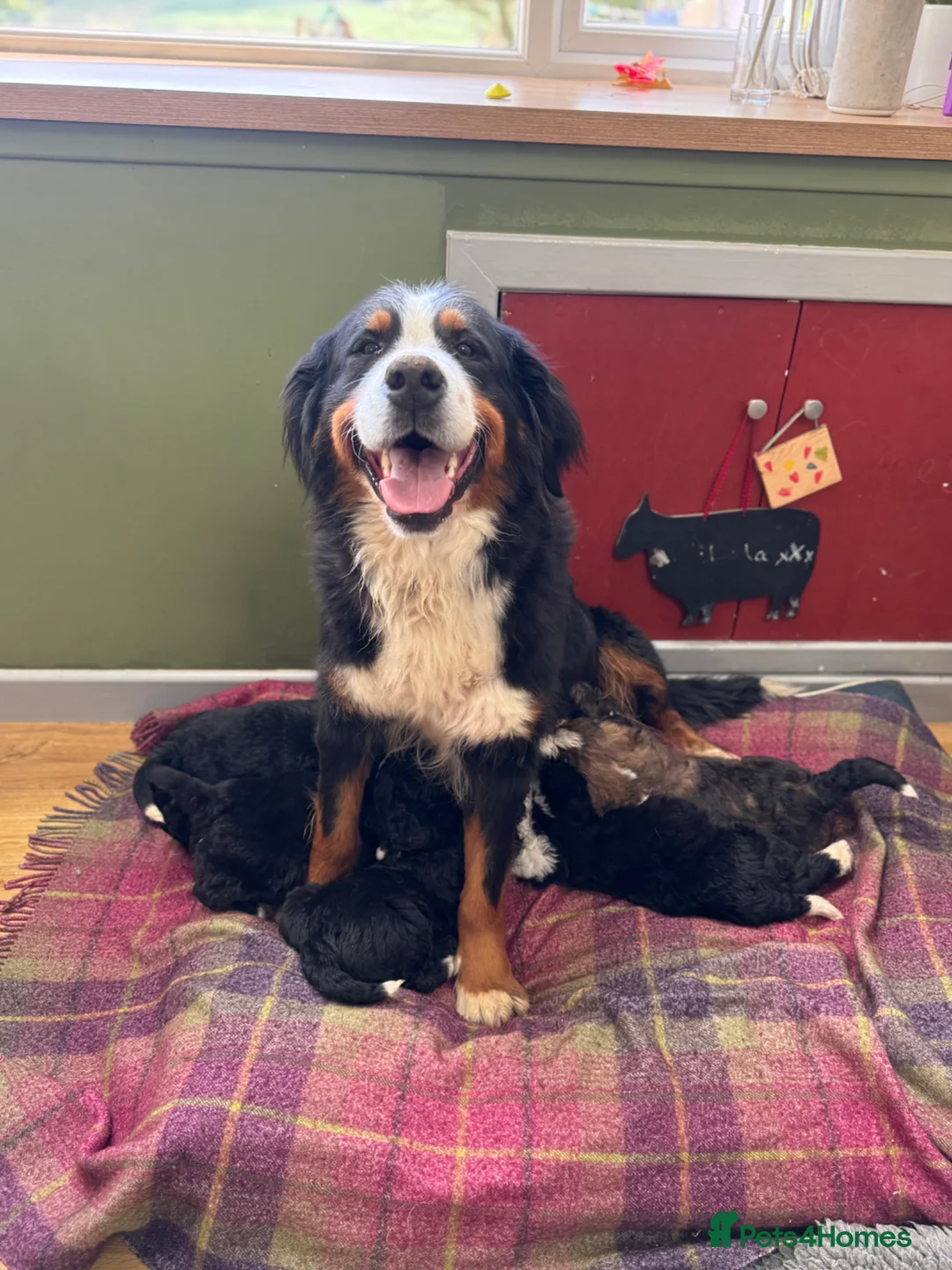 Bernedoodle dogs for sale: F1 Bernedoodle Puppies  - Advert 2