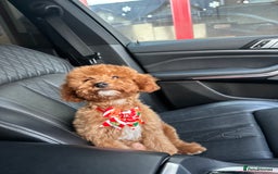 Cavapoo dogs for sale: Mini Cavapoo fox red - Image 3