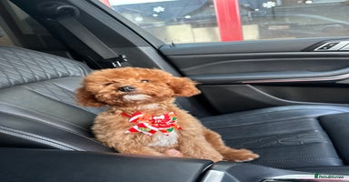 Cavapoo dogs - Advert 9