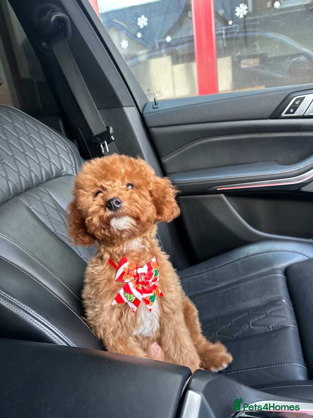 Cavapoo dogs for sale: Mini Cavapoo fox red - Image 3