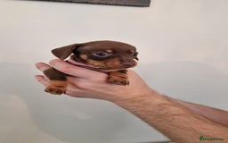Dachshund dogs for sale: Miniature Smooth Haired Dachshund Puppies - Image 17