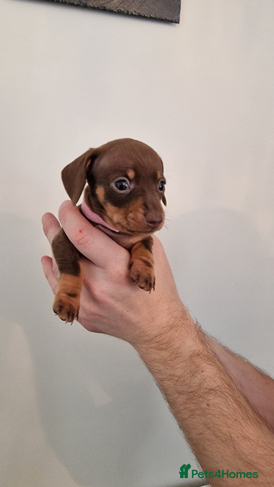 Dachshund dogs for sale: Miniature Smooth Haired Dachshund Puppies - Image 17