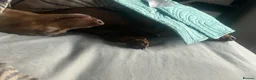 Miniature Dachshund dogs for sale: 2 miniatures  in Warrington - Advert 3