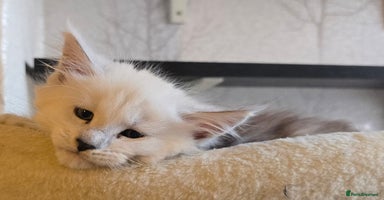 Maine Coon cats - Advert 9