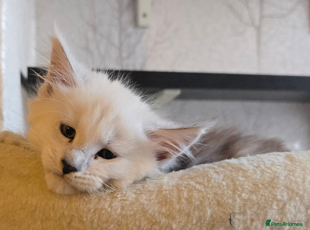 Maine Coon cats for sale: RARE Maine Coon Kittens Black Shaded  - Image 2