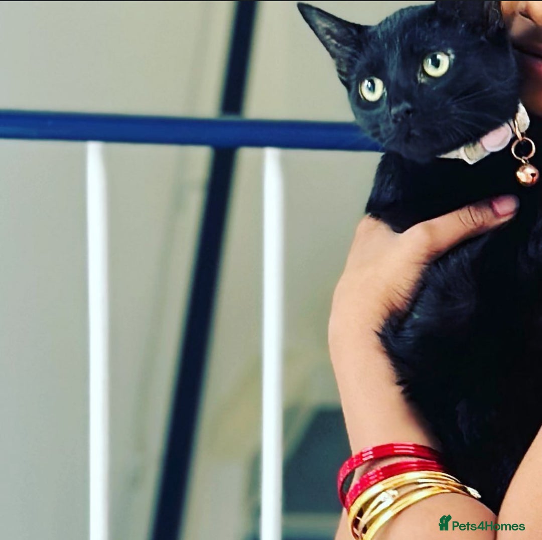 Bombay cats for sale: Black cat for sale  - Image 4