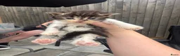 Maine Coon cats for sale: Half Maine coon kittens - Advert 8