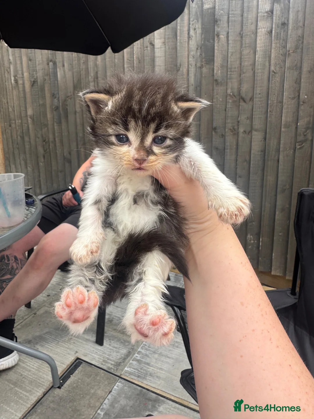 Maine Coon cats for sale: Half Maine coon kittens - Advert 8