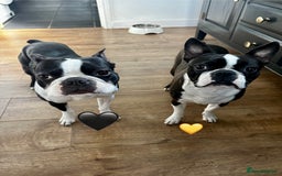 Boston Terrier dogs for sale: Beautiful Boston Terrier Puppies  - Image 6