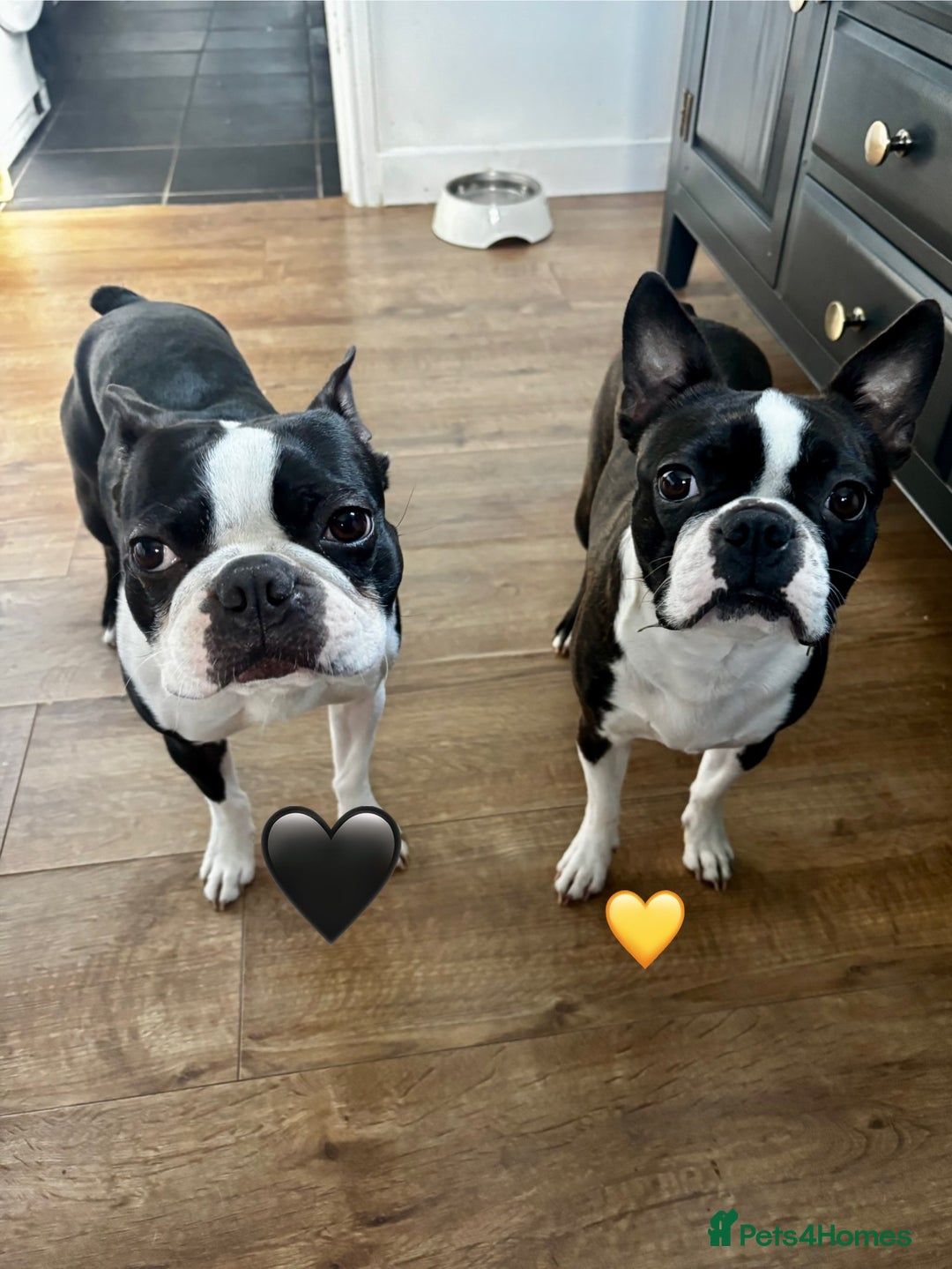 Boston Terrier dogs for sale: Beautiful Boston Terrier Puppies  - Image 6