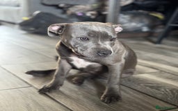 Staffordshire Bull Terrier dogs for sale: Blue Staffordshire bull terrier  - Image 3