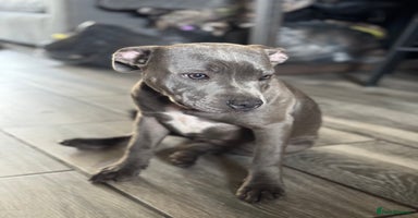 Staffordshire Bull Terrier dogs - Advert 15