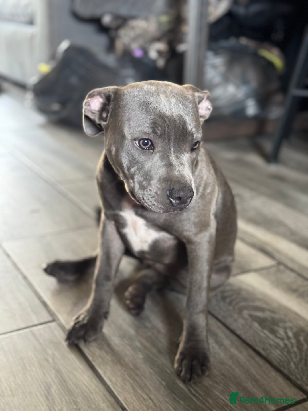 Staffordshire Bull Terrier dogs for sale: Blue Staffordshire bull terrier  - Image 3