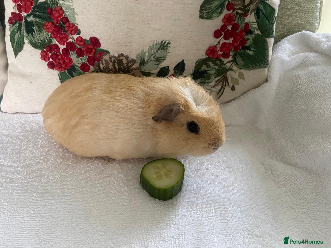Guinea Pig rodents for sale: RESERVED Gorgeous baby guinea pig BOY AVAILABLE  - Advert 2