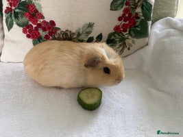 Guinea Pig rodents Gorgeous baby guinea pig BOY AVAILABLE - Advert 1