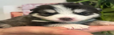 Pomsky Puppy 2