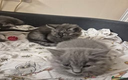 British Shorthair cats for sale: British short hair mixed  - Image 7