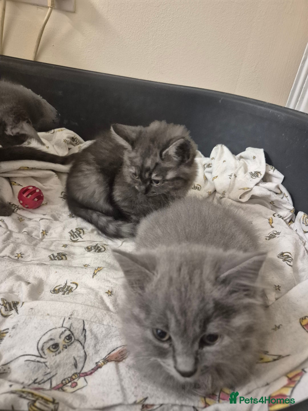 British Shorthair cats for sale: British short hair mixed  - Image 7