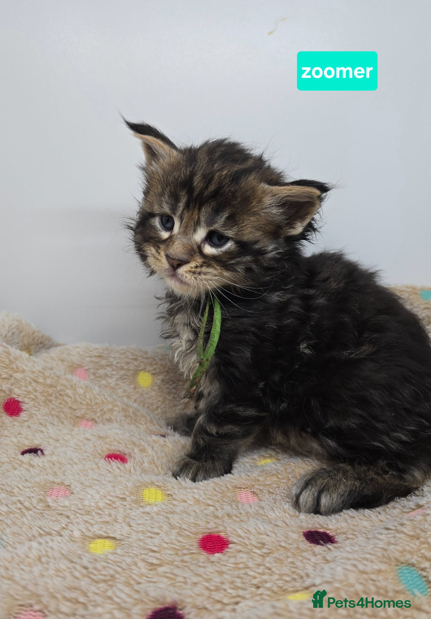 Maine Coon cats Stunning Silver & Black Tabby Maine Coon Kittens - Advert 1