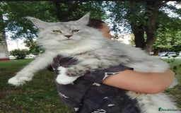 Maine Coon cats for sale: Maine Coon kitten  - Image 9