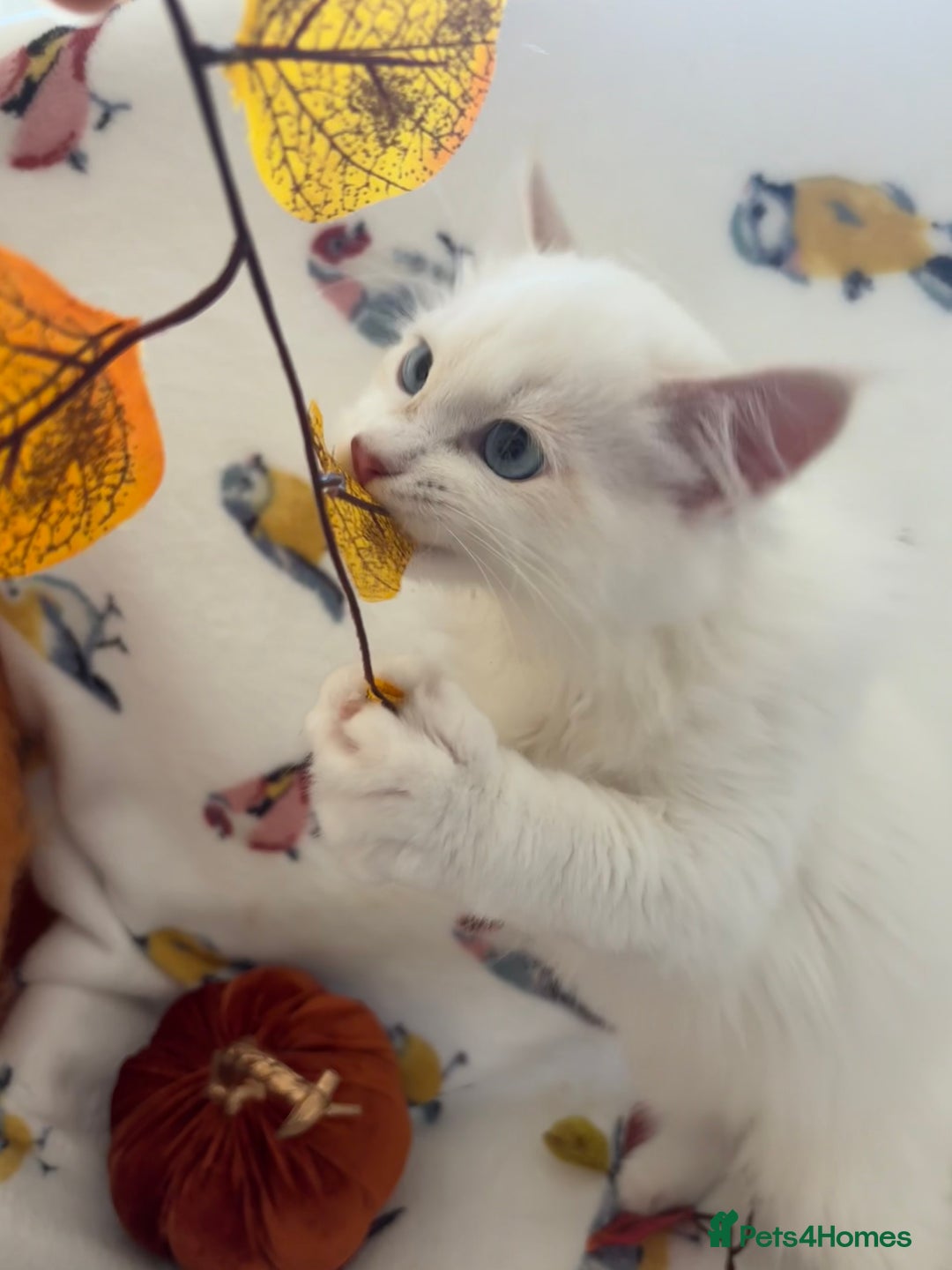 Siberian cats for sale: GCCF Registered Siberian Neva Masquerade Kittens  - Image 8