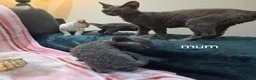 Devon Rex cats for sale: DEVOTED DEVONS  - Advert 3