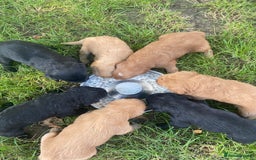 Aussiedoodle dogs for sale: Gorgeous Aussie Doodle Pups - Image 30