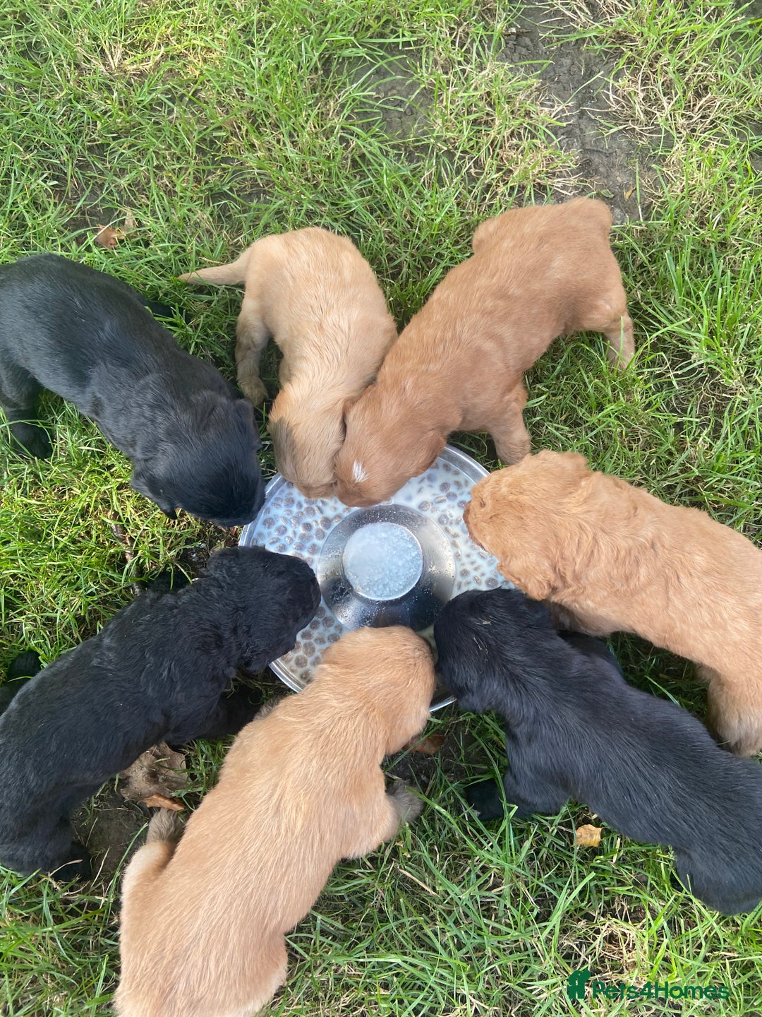 Aussiedoodle dogs for sale: Gorgeous Aussie Doodle Pups - Image 30